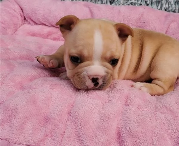 cuccioli di bulldog francesi super adorabili | Foto 0