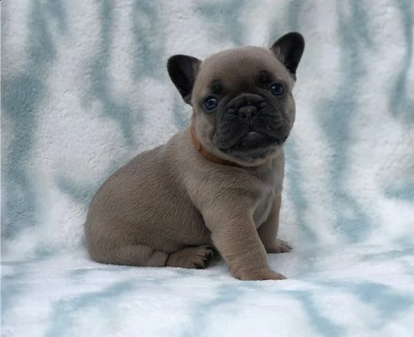 cuccioli di bulldog francesi super adorabili