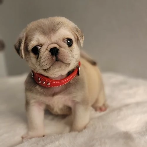 cuccioli di carlino per ladozione | Foto 2