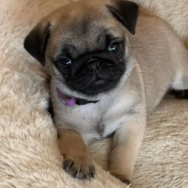 cuccioli di carlino per ladozione