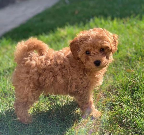 cuccioli di barboncino nano fulvo rosso albicocca | Foto 2