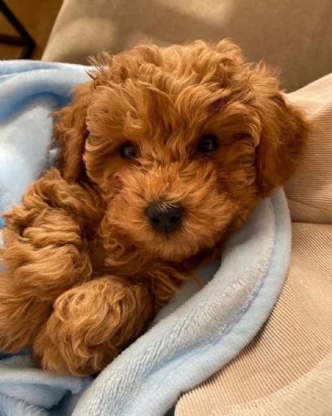 cuccioli di barboncino nano fulvo rosso albicocca | Foto 1