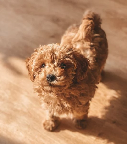 cuccioli di barboncino nano fulvo rosso albicocca
