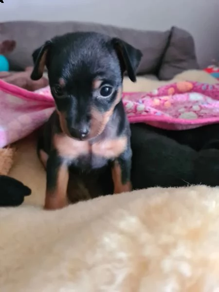 bellissimo cucciolo di pinscher | Foto 1