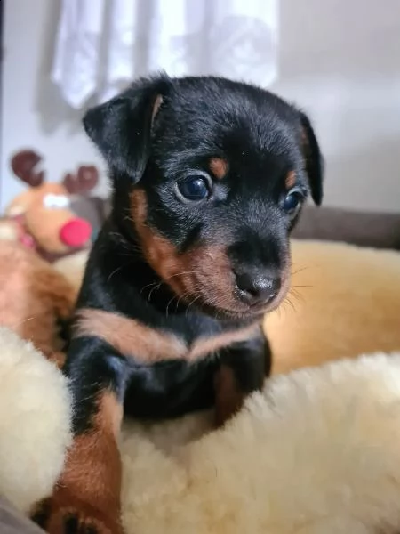 bellissimo cucciolo di pinscher | Foto 0
