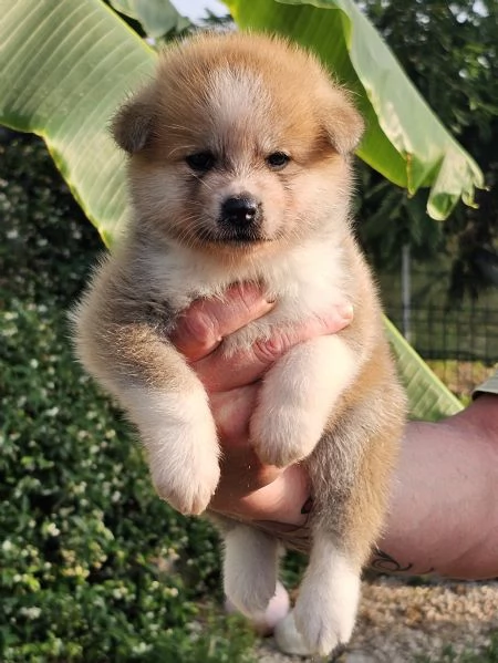 Akita inu | Foto 3