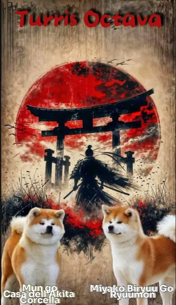 Akita inu