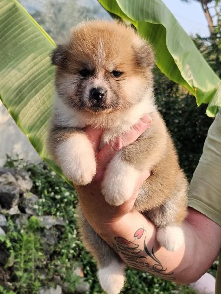 Akita inu | Foto 2