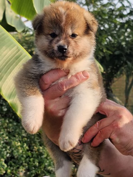 Akita inu | Foto 1