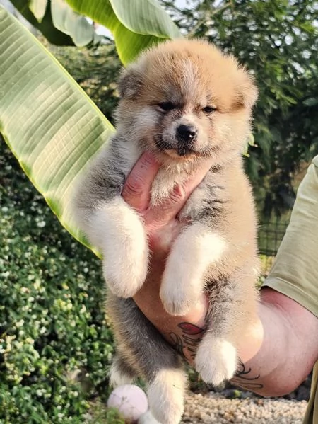Akita inu | Foto 0