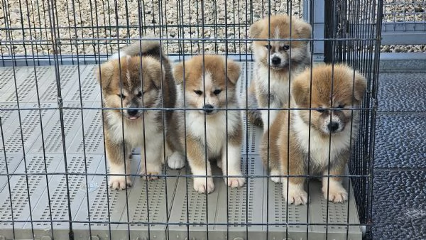 Cuccioli Akita inu | Foto 1