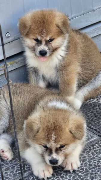 Cuccioli Akita inu | Foto 0