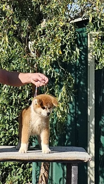 Akita inu