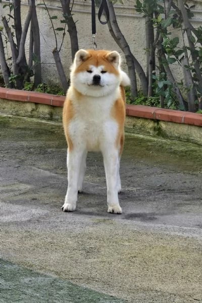 Akita inu | Foto 4