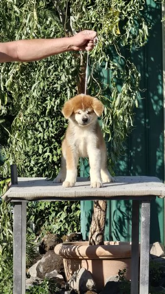 Akita inu | Foto 3
