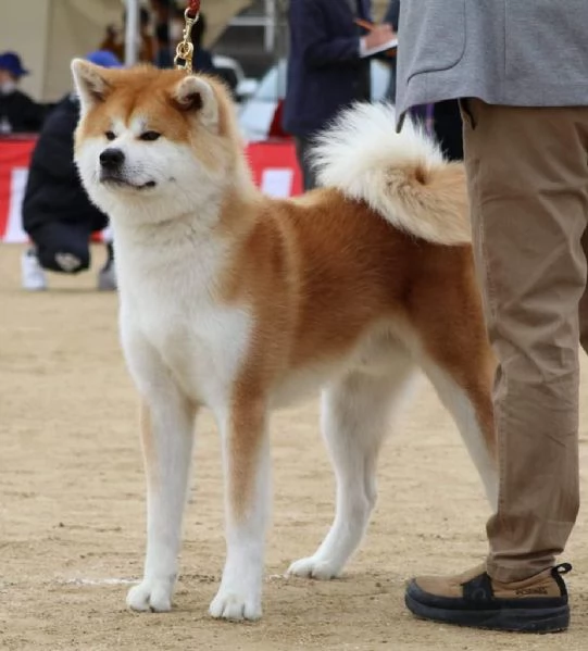Akita inu | Foto 2