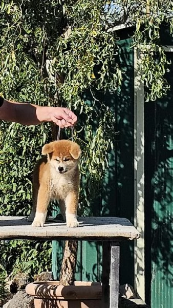 Akita inu | Foto 1