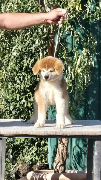 Akita inu | Foto 0