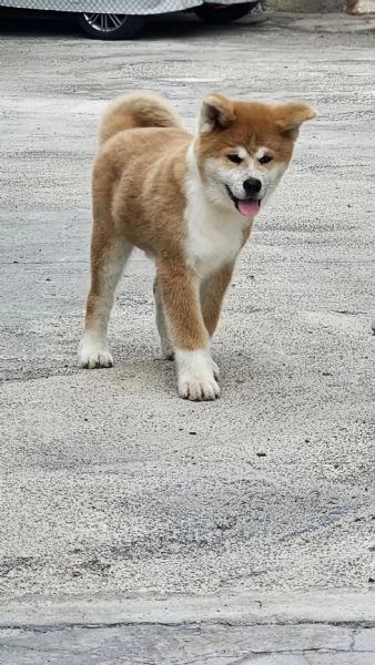 Cucciolo Akita inu