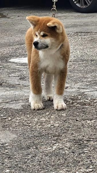 Cucciolo Akita inu | Foto 1