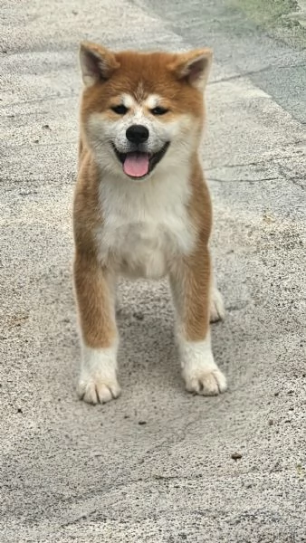 Cucciolo Akita inu | Foto 0