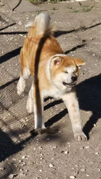 Maschio Akita inu | Foto 6
