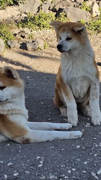 Maschio Akita inu | Foto 5