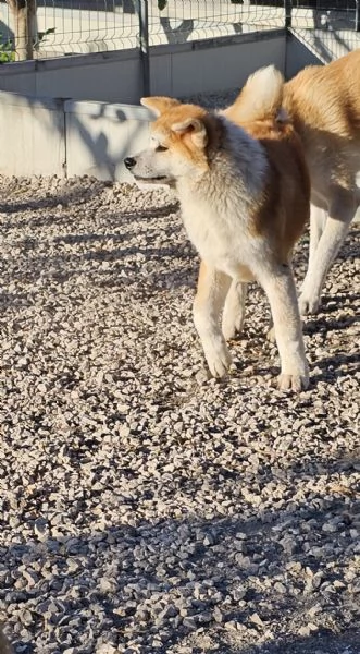 Maschio Akita inu | Foto 4