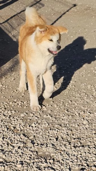 Maschio Akita inu | Foto 2