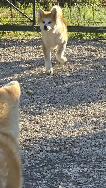 Maschio Akita inu