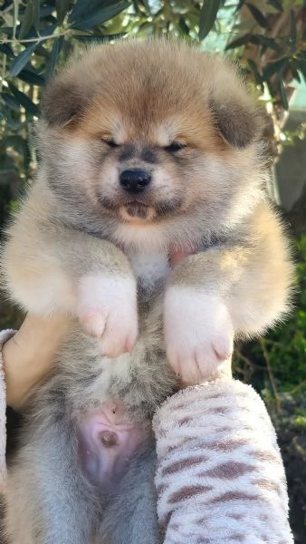 Allevamento Akita inu EnciFci  | Foto 1