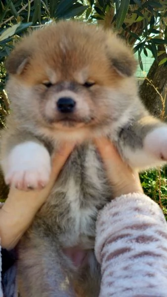 Allevamento Akita inu EnciFci  | Foto 0