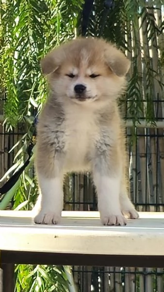 Cucciola Akita inu