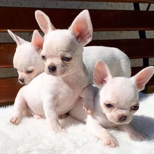 bellissimi cuccioli di chihuahua boston tigrato nero e bianco bellissimi cuccioli neri tigrati e bia