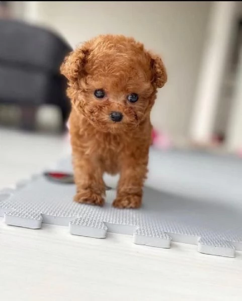 cuccioli barboncino nano albicocca