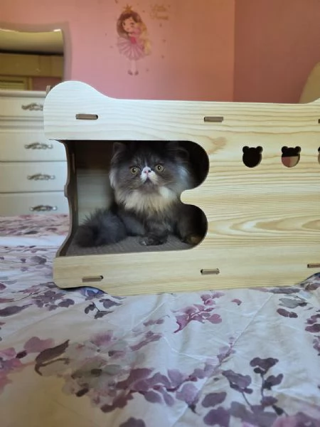 Cuccioli persiani  | Foto 6