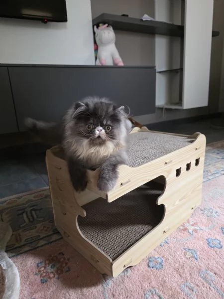 Cuccioli persiani 