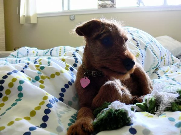 cuccioli di irish terrier  | Foto 0