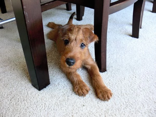 cuccioli di irish terrier 