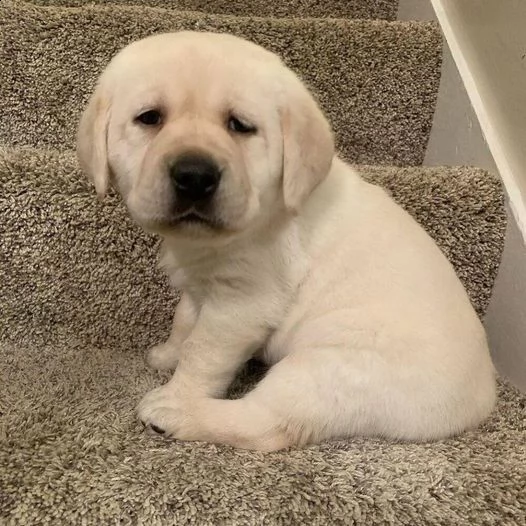 cuccioli di labrador pronti subito