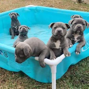 cuccioli di staffordshire bull terrier blu
