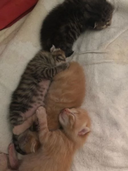 quattro gattini in cerca di casa e famiglia