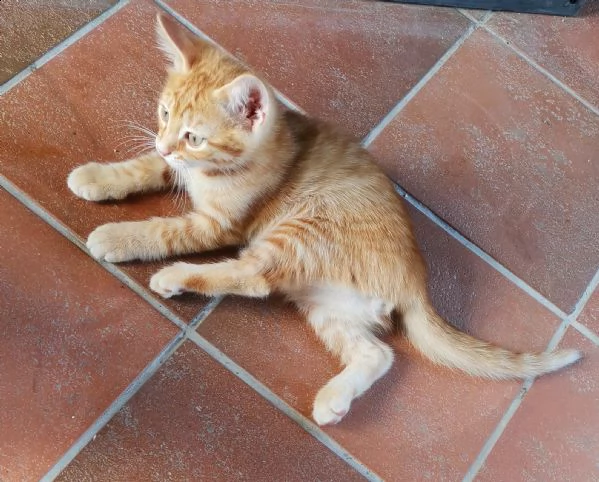 cucciolo di gatto rosso madre siberiana black tortie padre thai red point