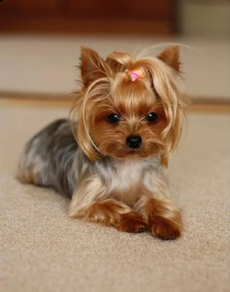 Bracciale Regalo Per Amanti Yorkshire Terrier - I Love My Yorkie Con Impronta Zampa - Acciaio Inox Regolabile Per Donna, Mamma, Amica Del Cane