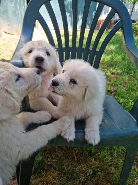 cuccioli maremmaniabruzzesi con documenti cani guardiani del bestiame cani di famiglia cani da p