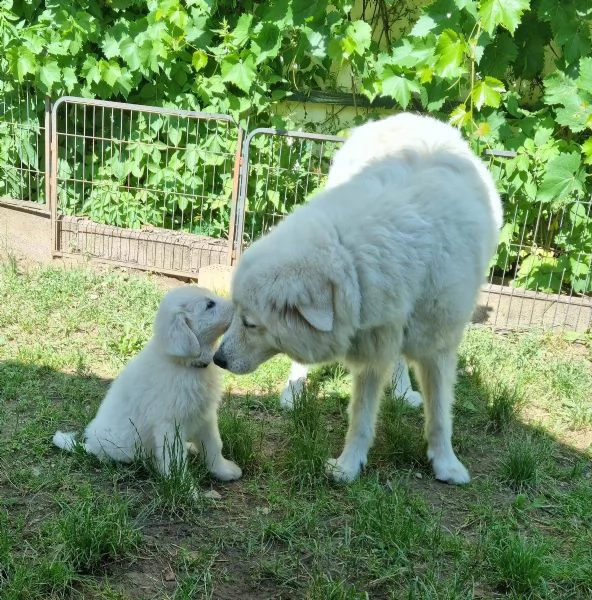 cuccioli maremmaniabruzzesi con documenti cani guardiani del bestiame cani di famiglia cani da p | Foto 2