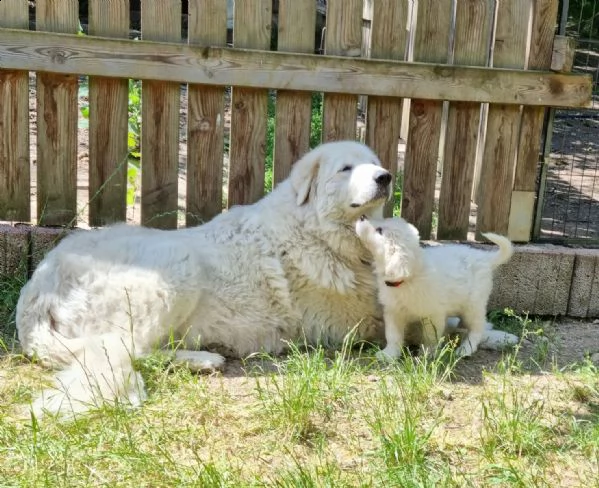cuccioli maremmaniabruzzesi con documenti cani guardiani del bestiame cani di famiglia cani da p | Foto 1