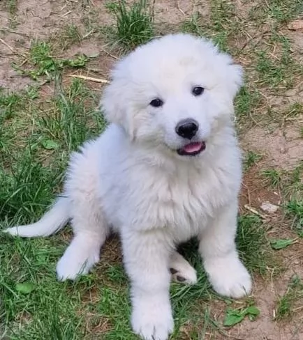 cuccioli maremmaniabruzzesi con documenti cani guardiani del bestiame cani di famiglia cani da p | Foto 0