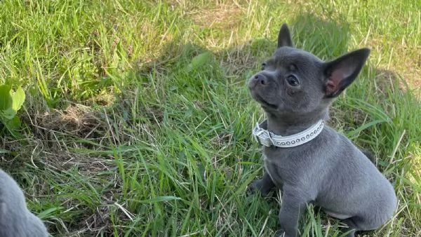simpatici cuccioli di chihuahua di razza pura linea blu | Foto 1
