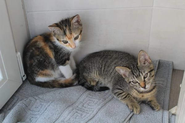 Regalo gattini